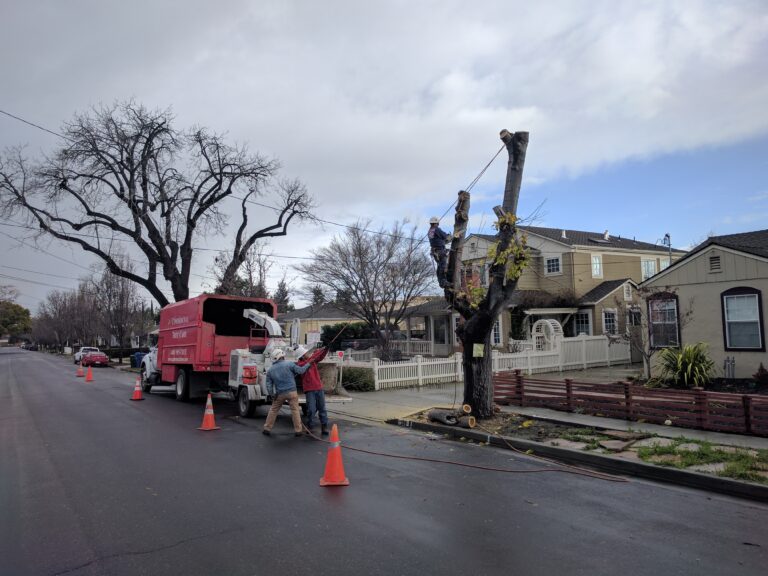 Read more about the article Tree Service Companies: Why Most Websites Fail to Bring in Calls