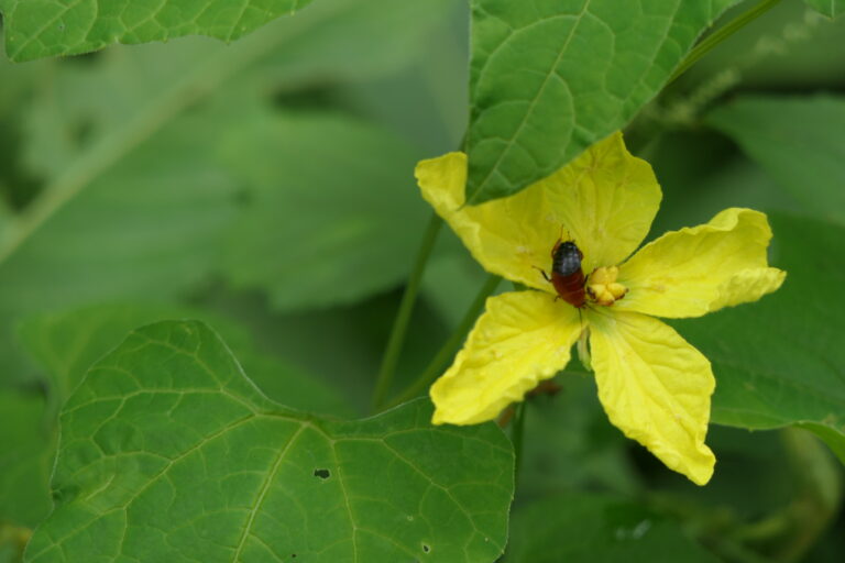 Read more about the article How Pest Control Companies Can Get 10+ Leads/Month From a Website