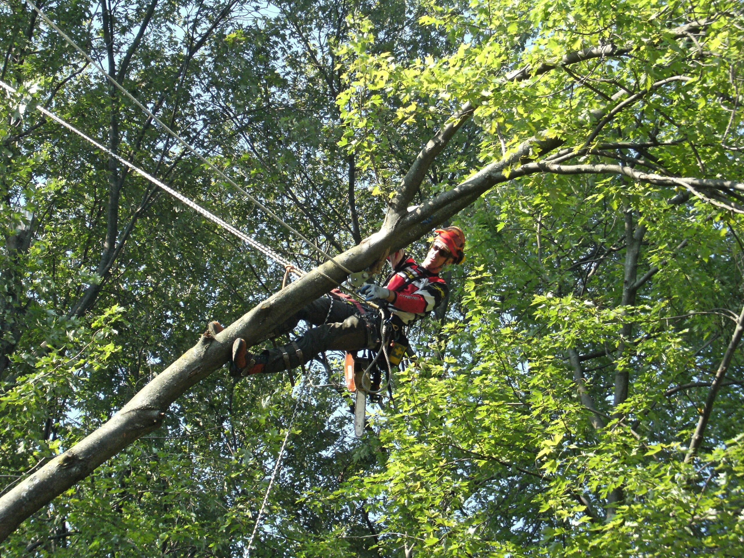 You are currently viewing Why Tree Service Companies Without a Website Are Losing Customers in 2026
