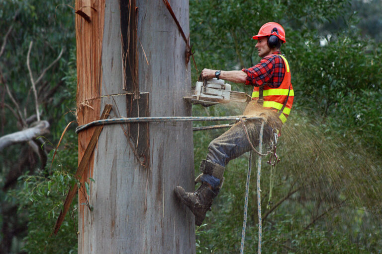 Read more about the article Tree Service Website Cost: The Honest Breakdown for NY Arborists in 2026